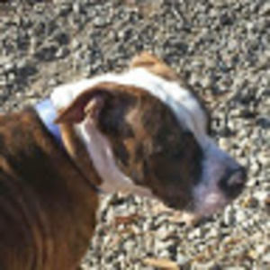 Meet your Posher, Dee